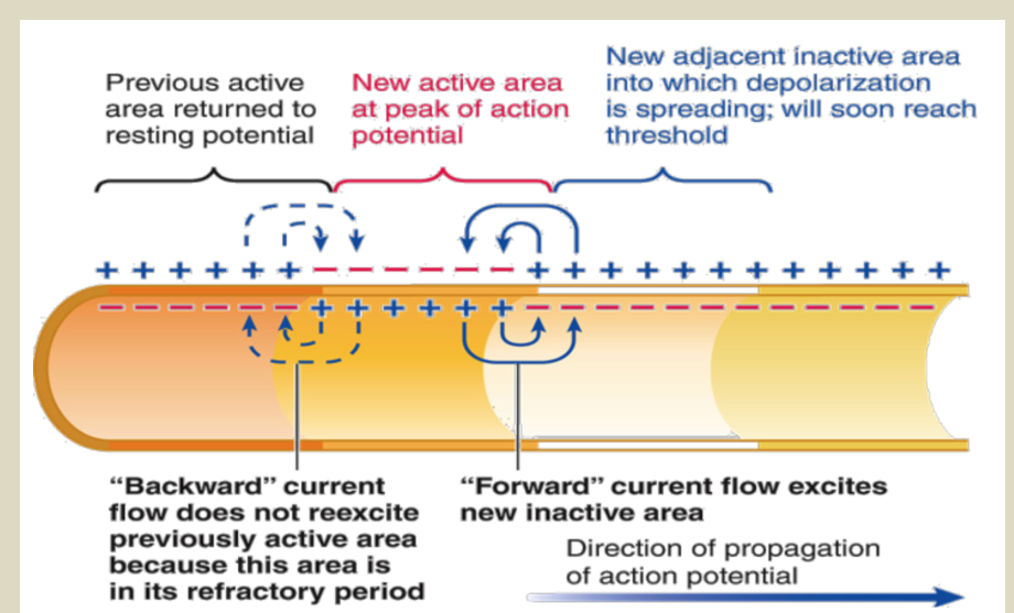<p>because it ensures that action potential only goes downstream (in ab. refractory period AP cannot be triggered)</p>