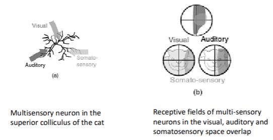 <p>Integration of info from different senses → more reliable + coherent info about the world</p><ul><li><p>Cross-modal cues are highly effective drivers of attention</p></li></ul><p></p>