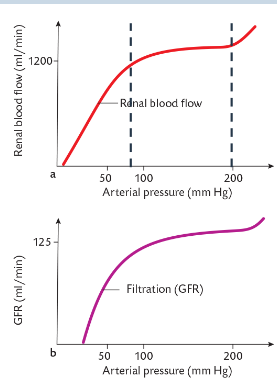 <p>• The ability of the kidney to regulate its own blood flow</p><p></p><p>Functions to:</p><p>• Prevent large changes in GFR and urine output.</p><p>• Protect fragile glomerular capillaries.</p><p>• Variations in arterial blood pressure between 80-200 mmHg have little effect on perfusion of the kidneys and GFR.</p><p>• <span style="color: purple;">Blood flow (Q) = Change in arterial pressure (ΔP) / Afferent arteriole resistance (R)</span></p><p><span style="color: purple;">• Q = ΔP / R</span></p><p>•<span style="color: purple;"> Autoregulation is the kidney’s ability to change R so that Q is maintained despite changes in P</span></p>