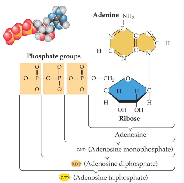 <p>Adenosine triphosphate (ATP)</p>