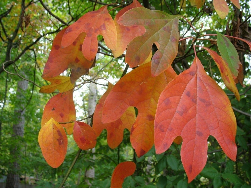 <p><strong>Common name</strong>: Sassafras</p><p><strong>Part used</strong>: <span style="font-family: "Helvetica Neue", sans-serif;">Leaves, bark, root</span></p><p><strong>Uses</strong>: Tea; treatment of eye inflammations, sudorific, relief of insect bites and stings, removal of lice</p><p><strong>Constituents</strong>: <strong>Safrole (phenylpropanoid; essential oil)</strong></p>