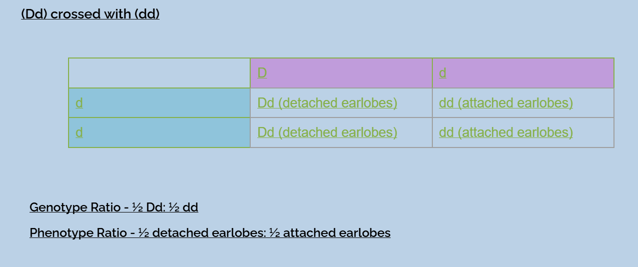 <p>determine genotype of offspring</p><ul><li><p><strong>genotype ratio - </strong>½ Dd : ½ dd</p></li><li><p><strong>phenotype ratio - </strong>½ detached earlobes : ½ attached earlobes </p></li></ul><p></p>