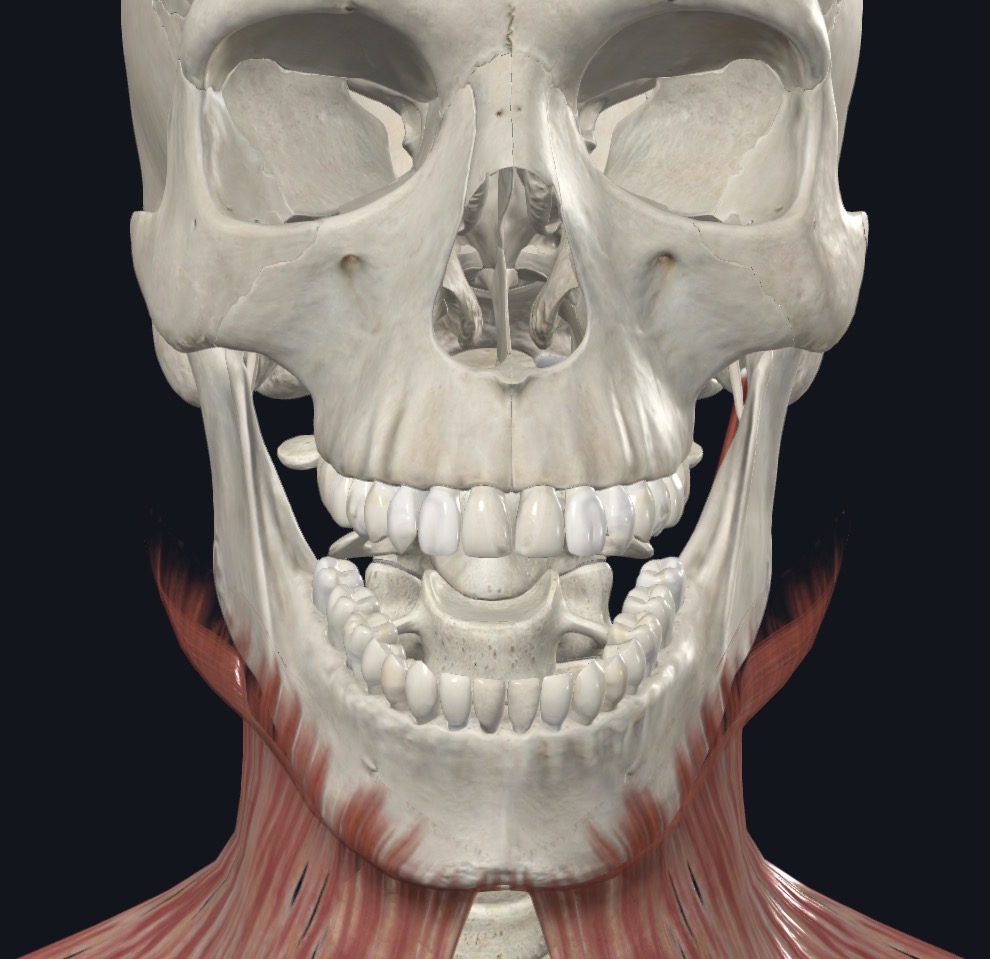 <p>Elevates hyoid floor of mouth and tongue during swallowing &amp; speaking</p>