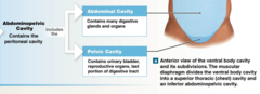 <p>Peritoneal cavity, which includes both of the following: Abdominal cavity (contains many digestive organs and glands); Pelvic cavity (urinary bladder, reproductive organs, last portion of the digestive tract).</p>