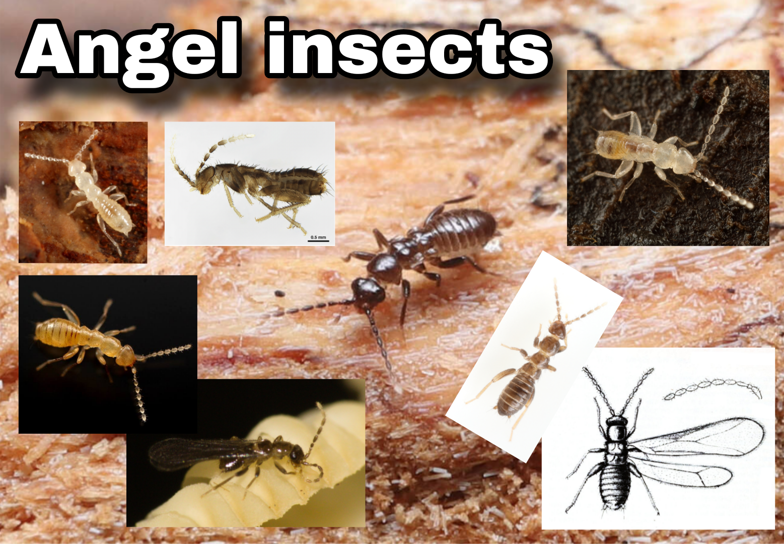 <p>Angel insects</p>