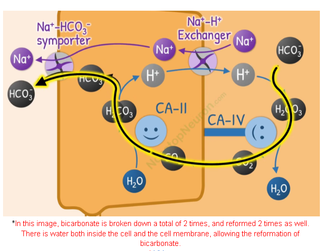 <ul><li><p><span style="background-color: transparent;">There are a couple of steps associated with bicarbonate ions moving from the kidney tubules to the blood.</span></p></li><li><p><span style="background-color: transparent;"><strong>Hydrogen </strong>is secreted in the tubule by the way of the <strong>sodium-hydrogen antiporter</strong></span></p></li><li><p><span style="background-color: transparent;"><strong>Hydrogen</strong> runs into bicarbonate ions to form <strong>carbonic acid</strong>, which dissociates into carbon dioxide and water.</span></p></li><li><p><span style="background-color: transparent;">Carbon dioxide then diffuses into cells lining the lumen of the tubule, and combines with water in the presence of <strong>carbonic anhydrase</strong> to form <strong>carbonic acid</strong> yet again.</span></p></li><li><p><span style="background-color: transparent;">The carbonic acid dissociates into hydrogen and bicarbonate ions again, and the hydrogen gets antiported back out to keep the process looping, while the bicarbonate moves out of the cell and into the blood.</span></p></li></ul><p></p>