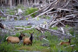 <p>What is habitat destruction?</p>