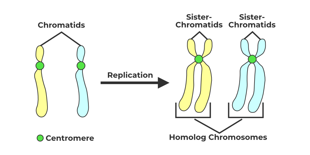 <p>What is a chromatid?</p>
