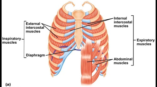 <p>diaphragm</p>