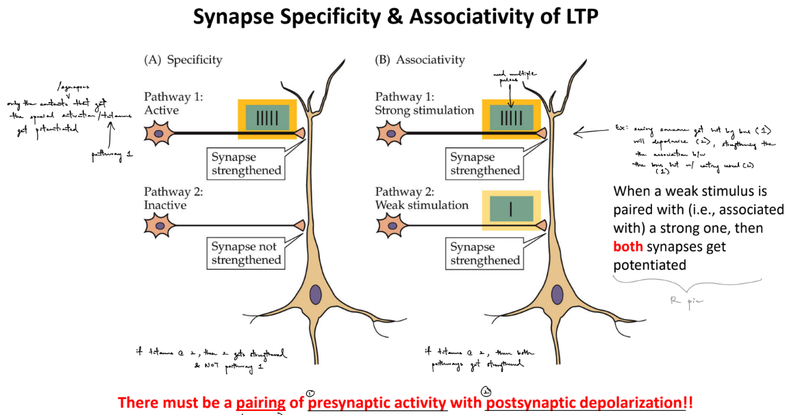 <p><strong><u>specificity</u></strong>:</p><ul><li><p>only the synapses that get the <u>tetanized activation </u>get potentiated/strengthened</p><ul><li><p>(<u>independent </u>from e/o)</p></li></ul></li></ul><p><strong><u>associativity</u></strong>:</p><ul><li><p>when a <u>weak stimulus is paired w/ a strong one (tetanic stim.</u>), then <u>BOTH </u>synapses gets potentiated/strengthened</p></li></ul><p>^^ doesn’t matter which pathway has which type of stim. b/c the concept still applies</p><p>__</p><p>LTP only occurs if there is simultaneous <u>pairing/coincidence </u>of <strong><u>pre- glutamate release &amp; post- depolarization</u></strong></p><ul><li><p>coincidence detectors are <strong><u>NMDARs</u> </strong>(meaning that NMDARs only open when both conditions are met simultaneously)</p></li></ul><p></p>