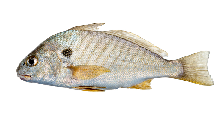 <ul><li><p><span style="background-color: transparent;">Drum family; Very silvery, yellow finlets, giant black spot by pectoral, large eye of similar size </span></p></li></ul><p></p>