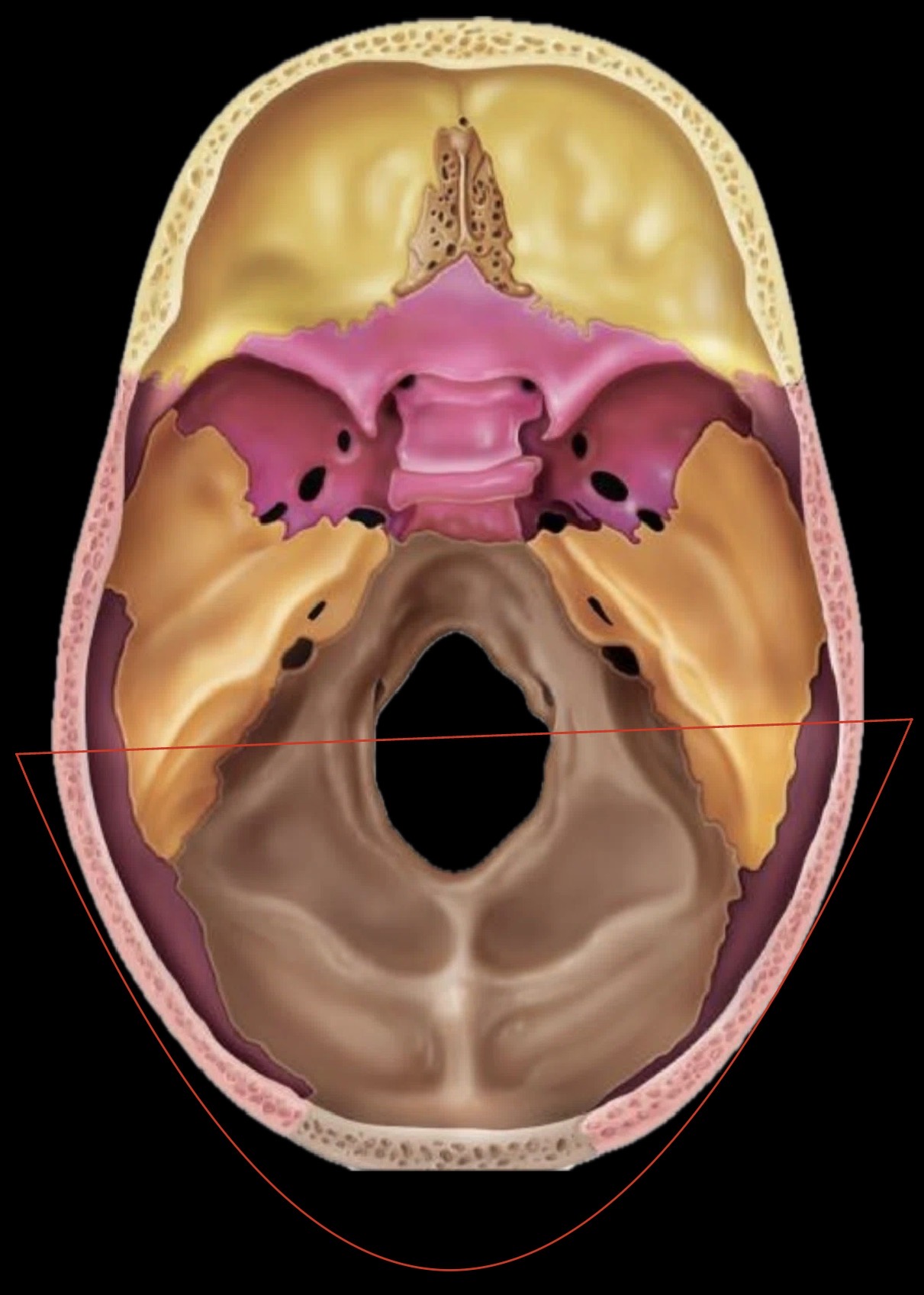 <p>What part of the cranium is this?</p>
