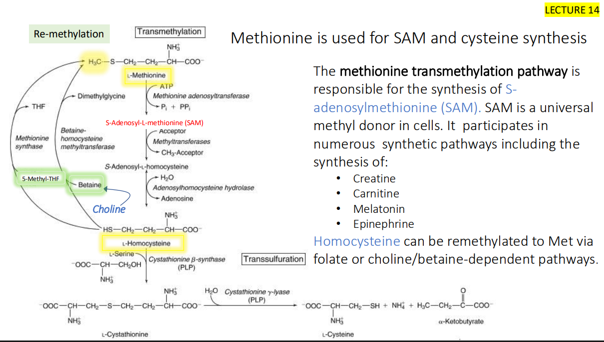 <p>folate or choline/betaine-dependent pathways.</p>