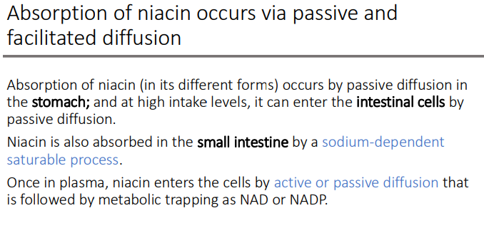 <p>active or passive diffusion</p><p>metabolic trapping as NAD or NADP</p>