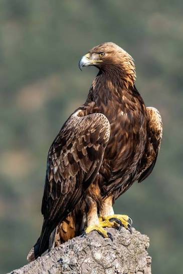 <p>Length: 26-40 in, Wingspan: 6-7.5 ft. </p>