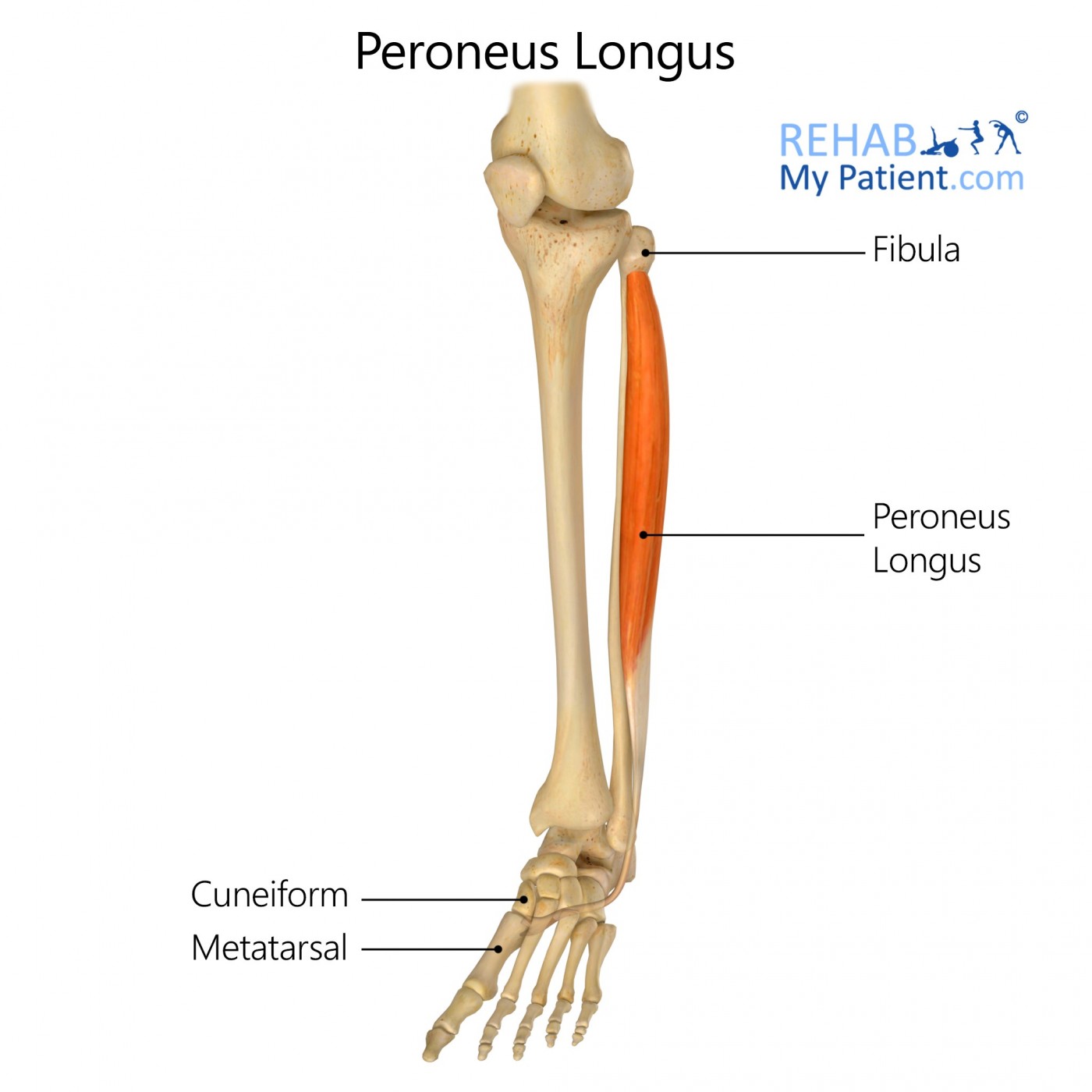 <p>Peroneus longus</p>