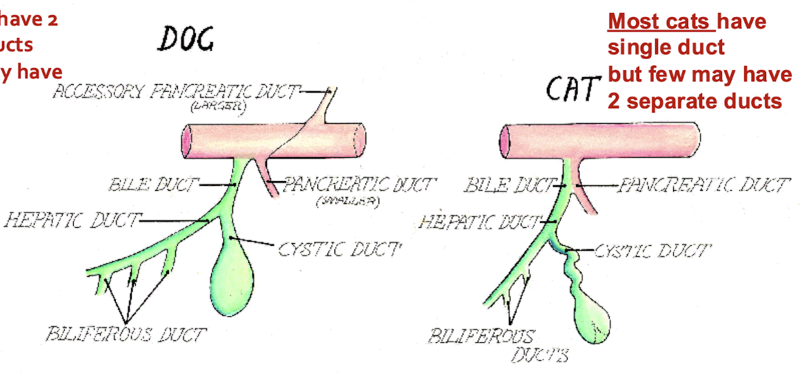 <p><strong><u>dogs</u></strong>: 2 but few may have 1</p><p><strong><u>cats</u></strong>: 1 but few may have 2</p>