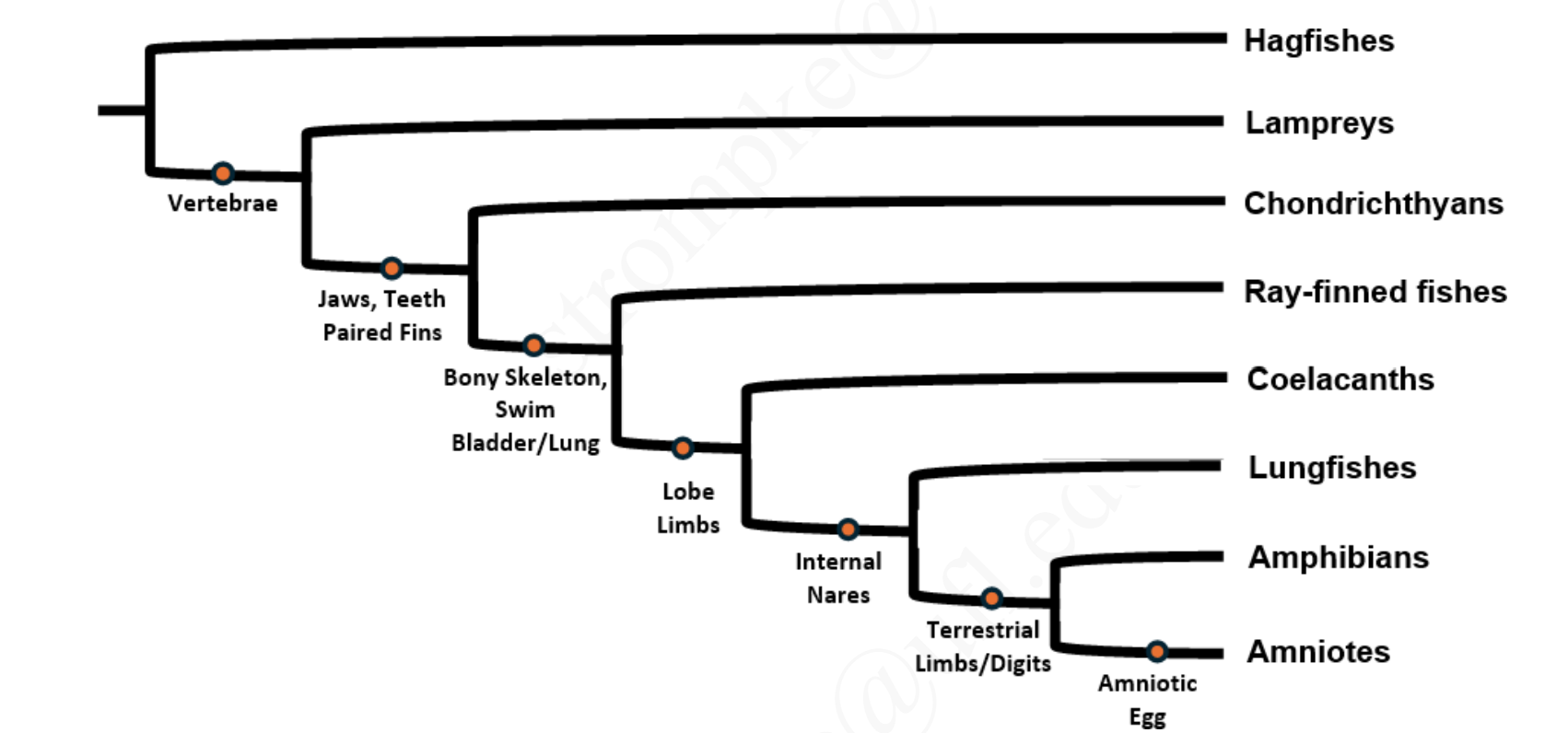 <ul><li><p>hagfish are the closest relative to vertebrates</p></li><li><p>evolution of jaws and teeth improved feeding efficiency - derived from anterior gill arches</p></li></ul><p></p>