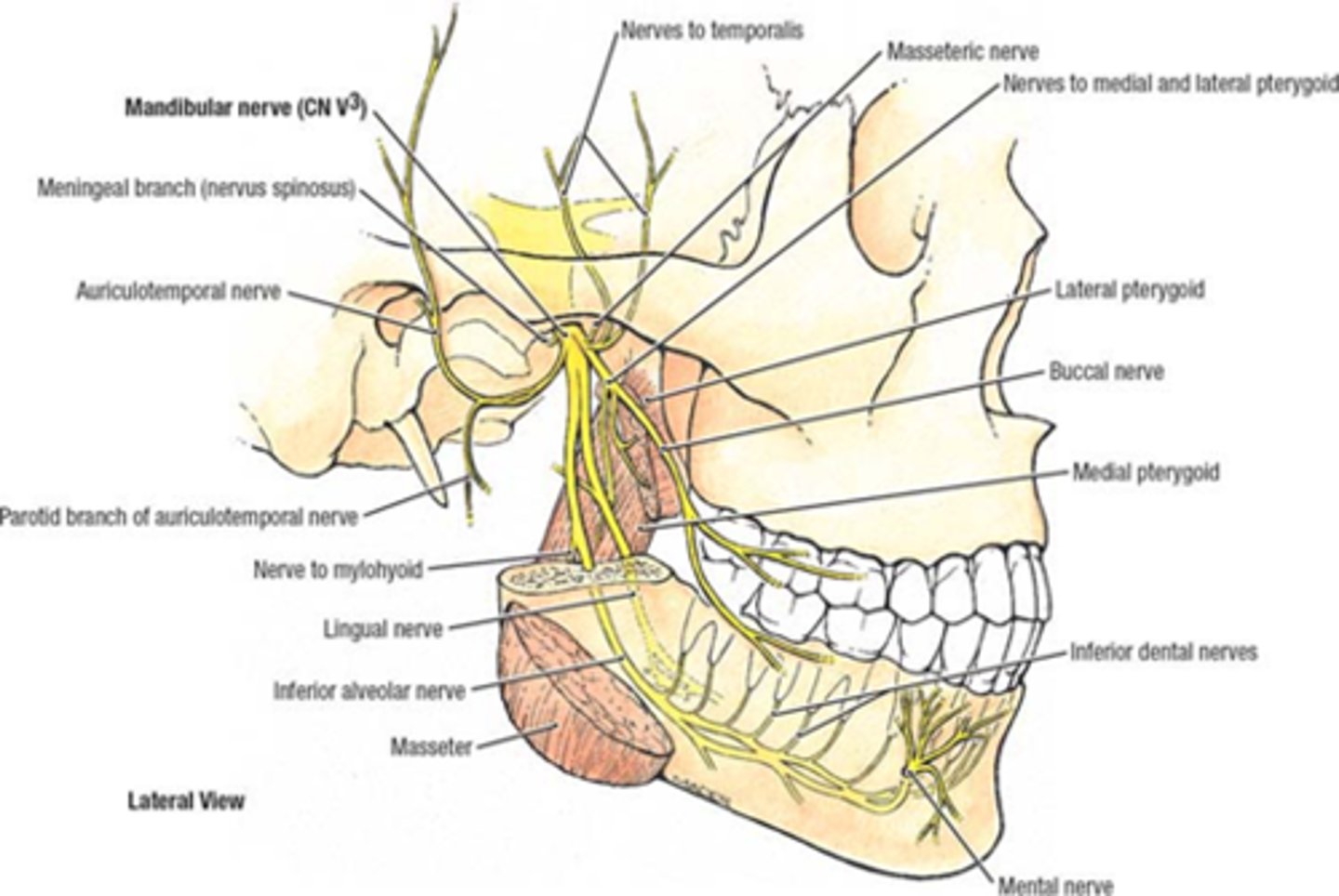 <p>What does the sensory branches of the Inferior alveolar nerve of the mandibular nerve (CN V3) enter and run?</p>
