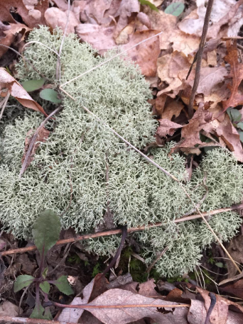 <p><span>Cladonia rangiferina</span></p>