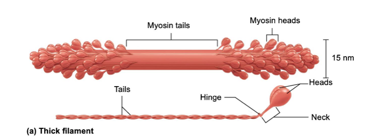 <p>Thick Filaments</p>