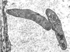 <p>What cell type is shown?</p>
