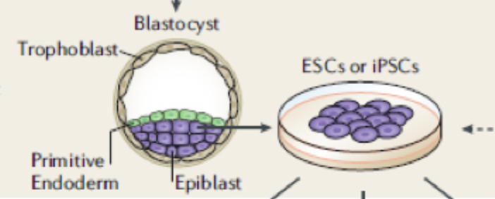 <p>What type of cell is this </p>