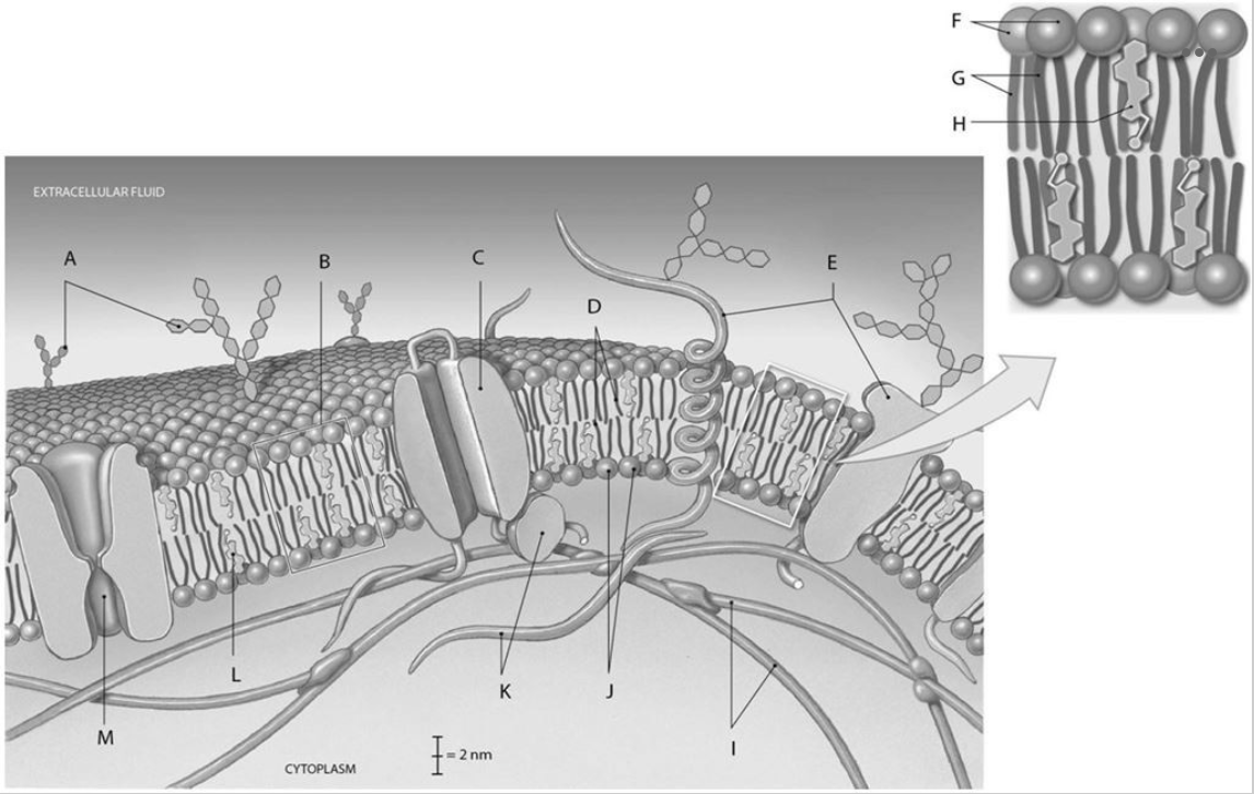 <p><span>Using the image above, what is the anatomical term for the Label C?</span></p>
