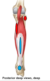 <p>What are the red dots referring to? is it an origin/insertion, for what muscle?</p>