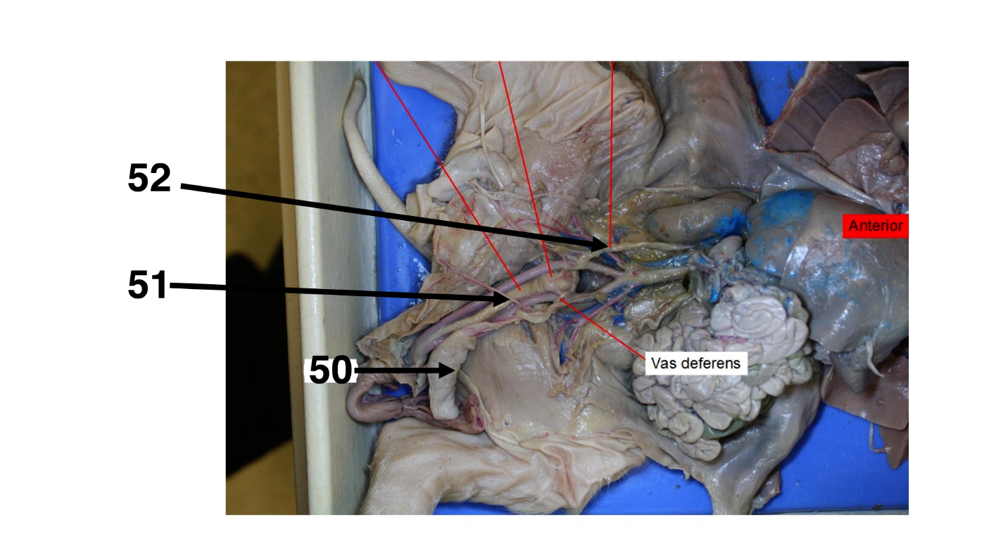 <p>50</p><p>51</p><p>52 (function)</p>