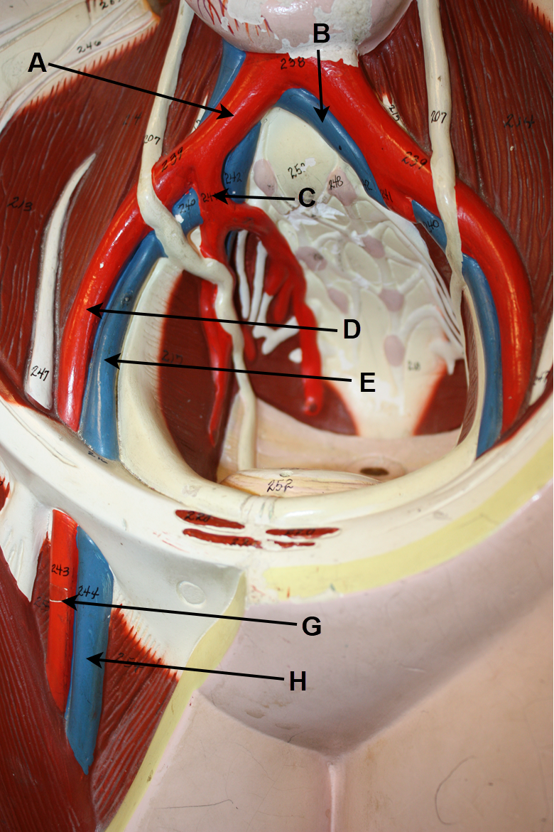 <p>I<span>n the image above, identify blood vessels A, B, C, D, E, G, and H.</span></p>