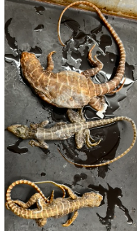 <p>What species is this</p>