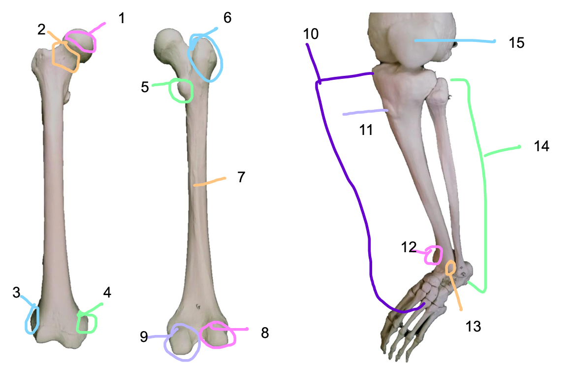 <p>Structure 11</p>