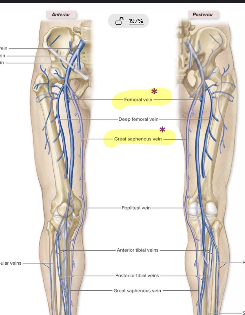 <ol><li><p>Femoral</p></li><li><p>Great saphenous</p></li></ol><p></p><p></p>