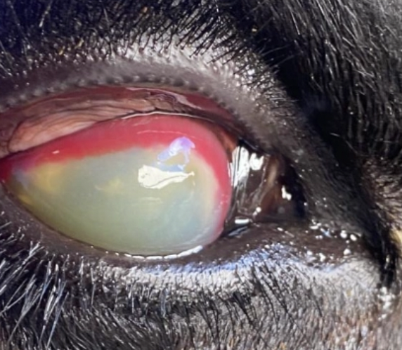 <p><u>Agent:</u> <em>Listeria monocytogenes</em></p><ul><li><p>Poorly preserved silage</p></li><li><p>Affects ENTIRE eye (vs. pinkeye = just anterior portion)</p></li></ul><p><u>Clinical Signs:</u> Uni- or bilateral</p><ol><li><p>Epiphora</p></li><li><p>Blepharospasm</p></li><li><p>Corneal oedema</p></li><li><p>Photophobia</p></li></ol><p><u>Diagnosis:</u> Clinical signs and history of silage ingestion</p><p><u>Treatment:</u></p><ol><li><p>Topical cloxacillin (Orbenin eye ointment)</p><ul><li><p>Topicals have poorer penetration and cannot feasibly be given q2hr to cattle in paddocks</p></li></ul></li><li><p>Subconjunctival/systemic antibiotics (oxytetracycline/penicillin) or dexamethasone (overseas)</p></li><li><p>NSAIDs (± steroids)</p></li></ol><p></p>
