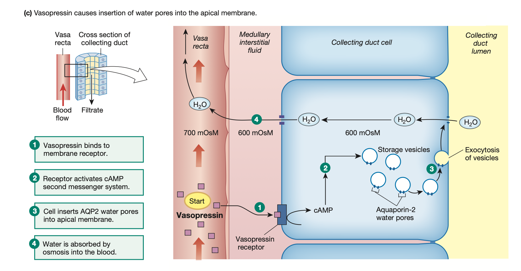 <p>ADH helps increase water absorption.</p><ul><li><p>Remember how ADH allows the collecting ducts to become permeable to water</p><ul><li><p>Thus the sharp concentration gradient of dilute urine (low Osm) to concentrated blood (high Osm)</p></li><li><p>When permeable to water, gradient flattens as osmosis occurs collecting duct → blood vessel/vasa recta/peritubular network</p></li></ul></li></ul><p>This increases<strong> <u>blood volume</u></strong> in the returning capillaries, which in turn <strong>increases BP</strong>.</p><p></p><p>Stimulus for ADH release: Released from <strong><mark data-color="purple" style="background-color: purple; color: inherit;">hypothalamus</mark></strong></p><ul><li><p>Decrease in BP</p></li><li><p>Decrease in stroke volume/blood volume</p></li><li><p>Increased plasma osmolarity</p></li></ul><p></p><p>ADH cannot cross cell membrane </p>