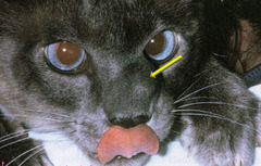 <p>Describe what is happening in this cat</p>
