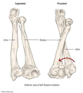 <p><span>turning a doorknob with the elbow against the side of the body</span></p><p></p><p></p><ul><li><p><span>Supinator recruited first when supinating forearm with shoulder flexed and elbow extended</span></p></li></ul><p><span>Example: changing a light bulb</span></p>