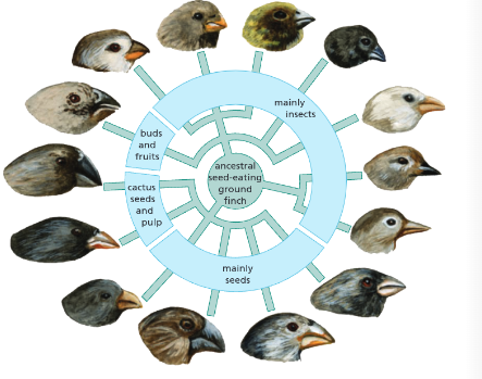 <p><strong><u>Evidence for Evolution:</u></strong></p><ul><li><p>Evidence for Darwin’s theory is now available as it has been shown that _________________ are passed on to offspring in ________. </p></li><li><p>There is further evidence in the _________ record and the knowledge of how resistance to __________ evolves in bacteria.</p></li></ul><p></p>