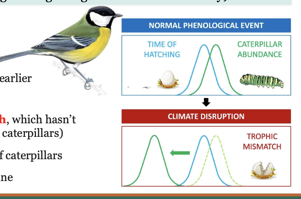 <p>When seasonal events shift OUT OF SYNC between species and their key resources (eg breeding no longer aligns with food availability) </p>