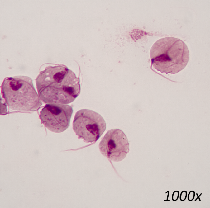 <p>What organism is this?</p>