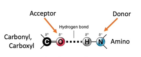 <ul><li><p><span style="line-height: 107%;"><strong>“Hydrogen sandwich”</strong>: a hydrogen bond happens when H gets caught between electronegative atoms</span></p></li><li><p class="MsoListParagraphCxSpMiddle"><span style="line-height: 107%;"><strong>Hydrogen bond donor</strong>: a molecule that is covalently attached to H, so donates H to sandwich</span></p></li><li><p class="MsoListParagraphCxSpLast"><span style="line-height: 107%;"><strong>Hydrogen bond acceptor</strong>: a nearby atom with a partial negative charge that can accept the weak attractions from the H</span></p></li></ul><p></p>
