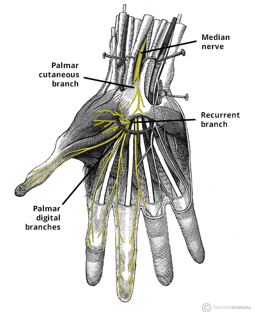 <p>The median nerve is <strong>deep to the flexor retinaculum</strong>, <strong>under the digitorum superficialis </strong>going <u>towards the radius and next to carpi radialis.</u> Cutaneous branches to <strong>digits 1-3 and lateral half of 4.</strong> Recurrent branches to <strong>thenar muscles </strong>(distal digit 1)<strong>. </strong>Branches to lumbricals 1 and 2 on the radial side. </p>