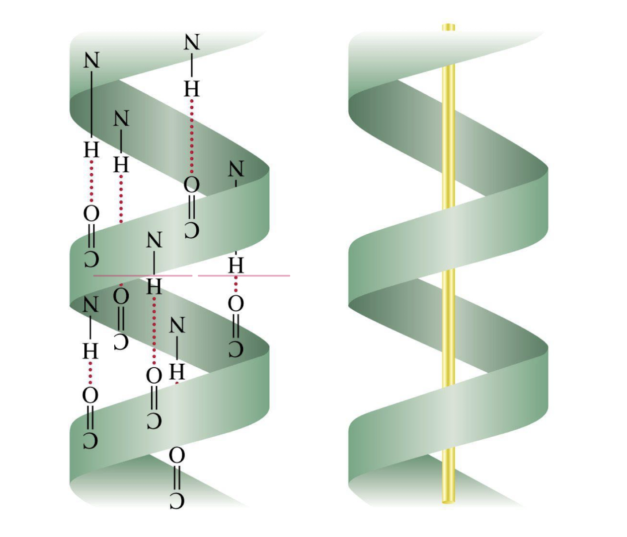 <p>Strong, rod-like structure. Optimal distance between each other and relatively stable</p>