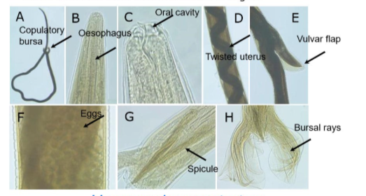 <ul><li><p>copulatory bursa</p></li><li><p>oesophagus</p></li><li><p>twisted uterus</p></li><li><p>vulvar flap</p></li><li><p>eggs visible</p></li><li><p>spicule</p></li><li><p>bursal rays</p></li></ul><p></p>