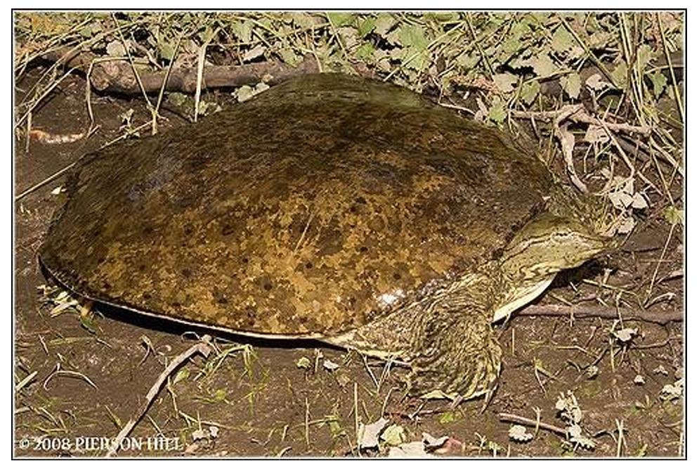 <p>Order: Chelonia (Testudines)</p><p>Suborder: Cryptodira</p>