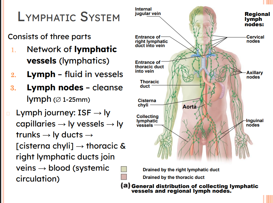 <p>Consists of three parts</p><p>1) Network of lymphatic vessels (lymphatics)</p><p> 2. <strong>Lymph </strong>– fluid in vessels </p><p>3<strong>. Lymph nodes</strong> – cleanse lymph (⌀ 1-25mm)</p><ul><li><p>Lymph journey: ISF → ly capillaries → ly vessels → ly trunks → ly ducts → [cisterna chyli] → thoracic &amp; right lymphatic ducts join veins → blood (systemic circulation)</p></li></ul><p></p>