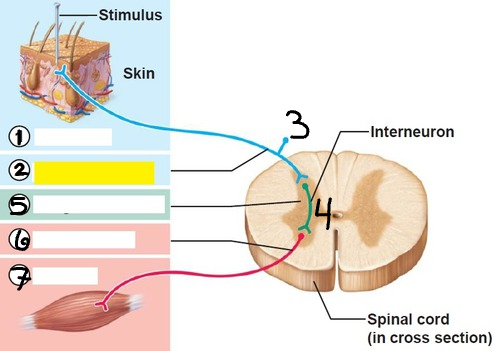 <p>What is number <strong>seven</strong> in the reflex arc?</p>