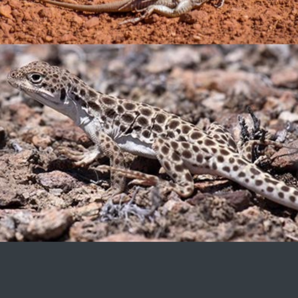 <p>name this animal</p>