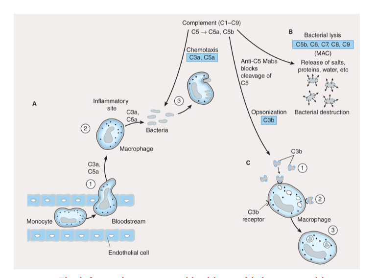 <p>first line of defense against pathogens <strong>non-specific + always exists</strong></p><ul><li><p>skin/ mucous</p></li><li><p>enzymes (lysozyme, acid hydrolases)</p></li><li><p>immune cells: neutrophils, macrophages, natural killer cells, complement system</p></li></ul><p></p>